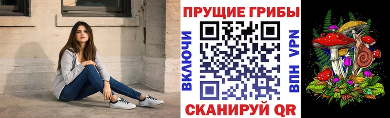 Псилоцибиновые грибы Cubensis  Дивногорск 